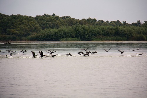 Птицы на Скадарском озере в Черногории. Фото: Яндекс.Фотки, Stanislav-1959